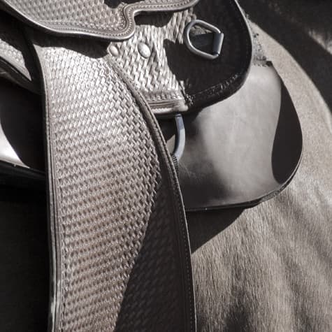 Fine art animal photograph titled Saddle by Angelique Antoniou