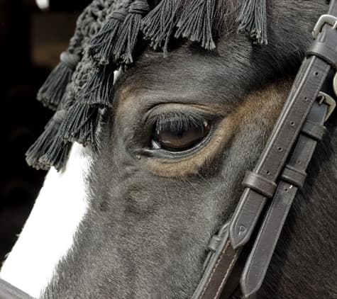Fine art animal photograph titled Tassels by Angelique Antoniou